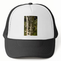 Birch tree hats