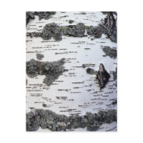 Birch tree in forest, detail, with moss postcards