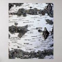 Birch tree in forest, detail, with moss poster