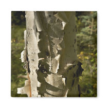 Birch tree refrigerator magnets