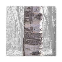 Birch Tree Refrigerator Magnet
