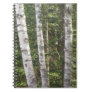 Birch tree notebook