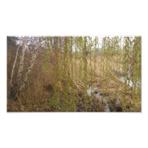 Birch Tree Photograph