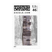 Birch Tree Stamp