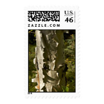 Birch tree stamp