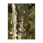 Birch tree post cards