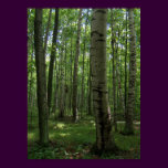 Birch Tree Poster
