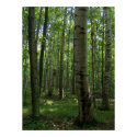 Birch Tree Poster posters