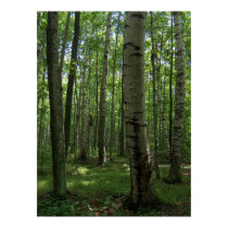Birch Tree Poster posters by Widellboy5 Birch Tree Poster posters