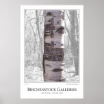 Birch Tree posters