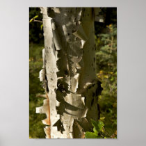 Birch tree print