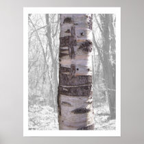 Birch Tree Print