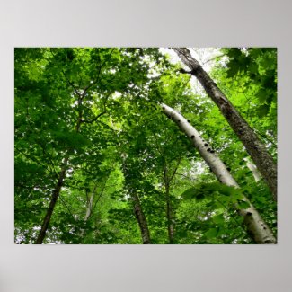 Birch tree Poster print