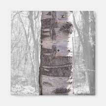 Birch Tree Refrigerator Magnet