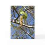 Birch Tree Seed Pods Card