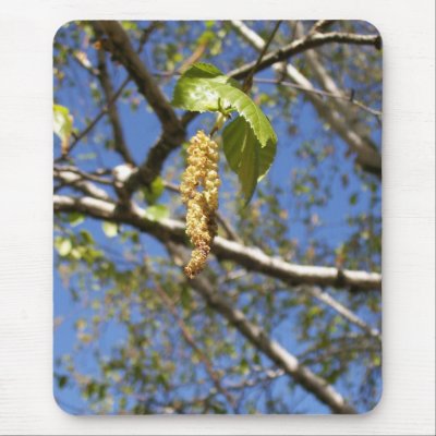 birch