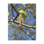 Birch Tree Seed Pods Postcard