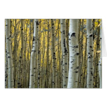 birch trees cards