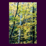 birch trees in autumn