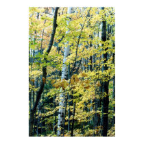 birch trees in autumn posters
