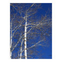 Birch Trees in Blue posters