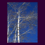 Birch Trees in Blue