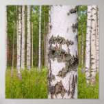 birch trees in Finnish forests posters