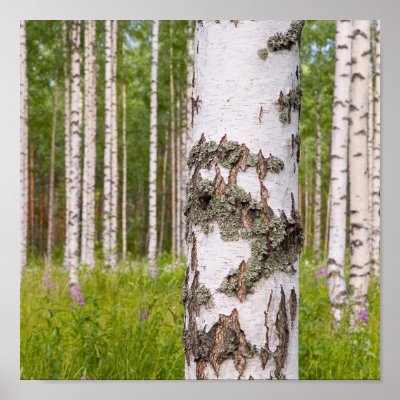birch trees in Finnish forests Posters by RodeoStore