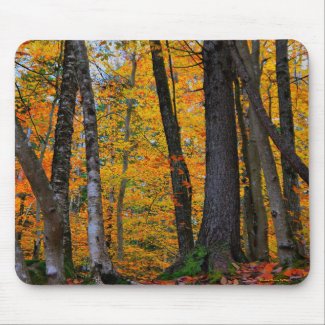Birch trees-New England Fall-mousepad mousepad