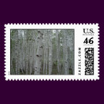 Birch trees of Siberia