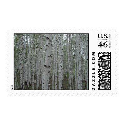 Birch trees of Siberia Postage Stamps by tunguska