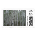 Birch trees of Siberia postage