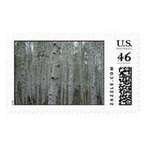 Birch trees of Siberia postage by tunguska Birch trees of Siberia postage