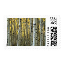 birch trees postage