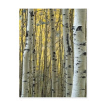 birch trees postcard