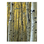 birch trees postcard