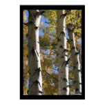 Birch Trees -Poster-