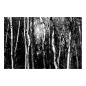birch trees posters