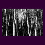 birch trees