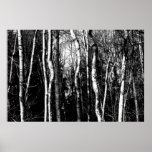 birch trees posters