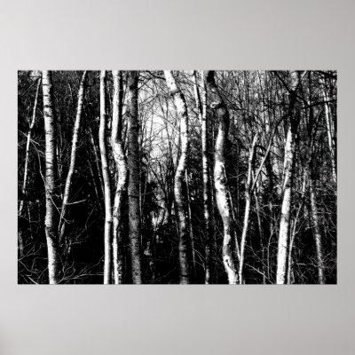 birch trees print by benkaweb