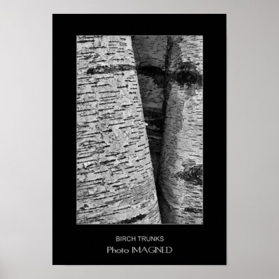 BIRCH TRUNKS POSTERS by PhotoIMAGINED