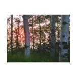 Birches Sunset on the Lake Canvas Print