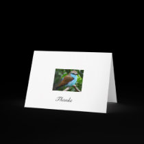 bird-2, Thanks cards