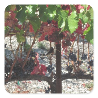 Bird among Grapes on Vine in Vineyard Square Stickers by cawinecountry