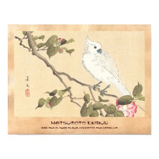 Bird and Flower Album, Cockatoo and Camellia Posters