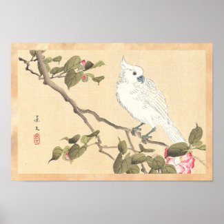 Bird and Flower Album, Cockatoo and Camellia Print