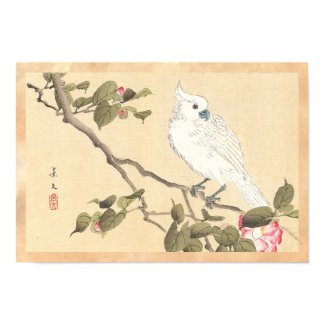 Bird and Flower Album, Cockatoo and Camellia Print