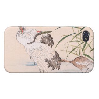 Bird and Flower Album, Wading Cranes vintage art iPhone 4 Case