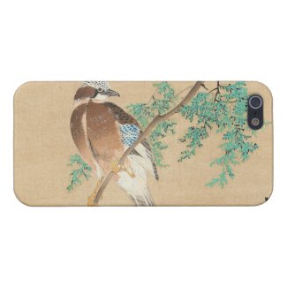 Bird and Flower, Eurasian Jay and Chinese Arborvit iPhone 5 Cases
